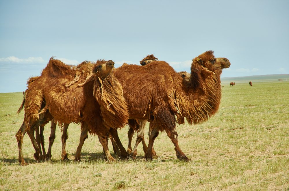 Gobi Gurvansaikhan National Park (Official GANP Park Page)